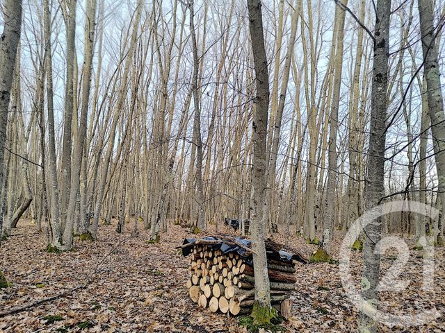 Terrain à vendre - 108852 m2 - Villefranche Sur Cher - 41 - CENTRE